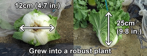 The size of the harvested chinese cabbage