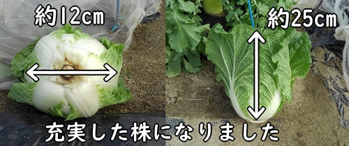 収穫したミニ白菜のサイズ