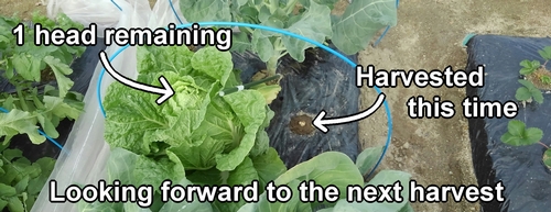 The remaining chinese cabbage is just one