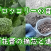 Pruning broccolini (Pinching broccolini) and additional fertilizing – broc