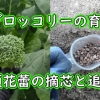 茎ブロッコリーの摘芯