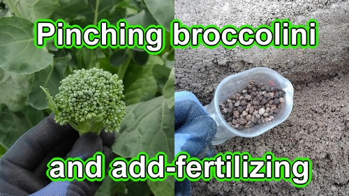 Pruning broccolini (Pinching broccolini) and additional fertilizing