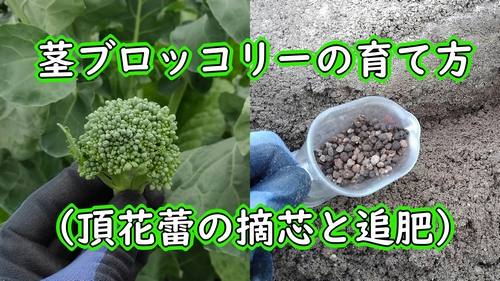 茎ブロッコリーの育て方 頂花蕾の摘芯と追肥 有機栽培でおいしい野菜作り