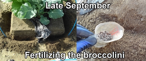 Fertilizing the broccolini