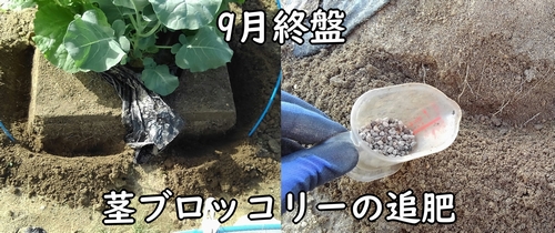 茎ブロッコリーの追肥