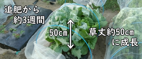 草丈50cmに成長した茎ブロッコリー