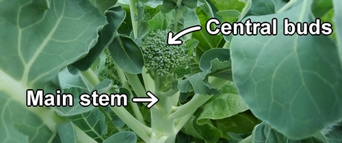 Central buds of broccolini