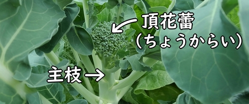 茎ブロッコリーの頂花蕾