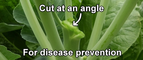 Cut the stem diagonally