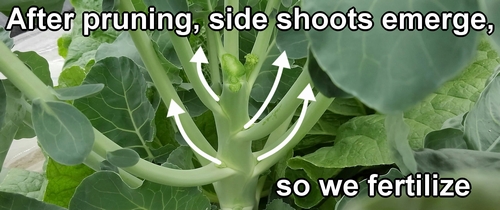 After pinching, side shoots will grow