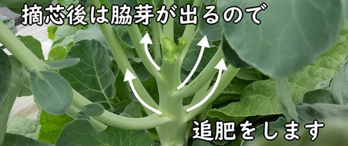 摘芯後は脇芽が伸びる