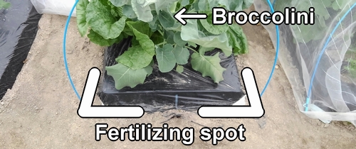 Fertilizing spot for broccolini