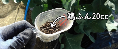 鶏糞20cc