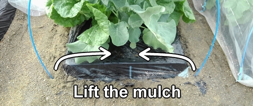 Lift the mulch