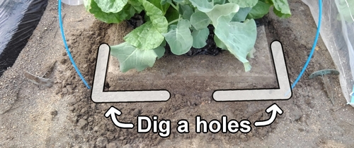 Dig a holes