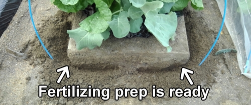 Fertilizing preparation for broccolini is ready