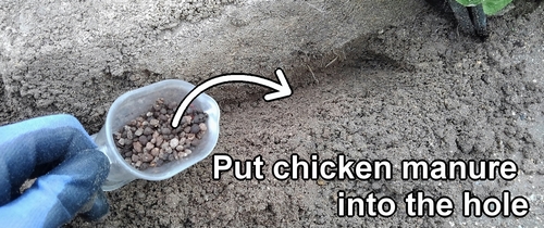 Place organic chicken manure into the holes