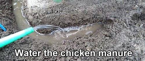 Water the chicken manure