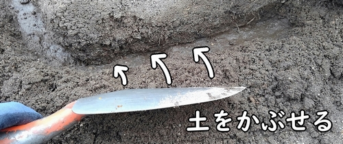 追肥箇所に土をかぶせる