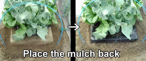 Put back the black polythene mulch