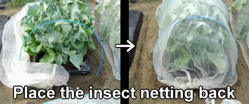 Put back the insect netting for grow tunnel