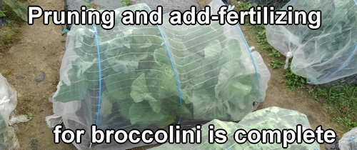 Pruning and additional fertilizing for broccolini is complete