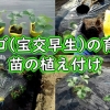 イチゴの植え付け