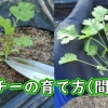 Thin out cilantro (Growing coriander from seed) – Cilantro plant care