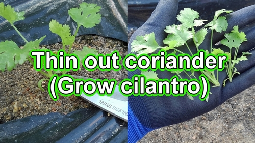 Thin out coriander (cilantro care tips)