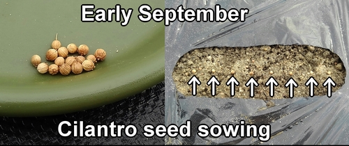 Coriander seeding (growing cilantro from seed)