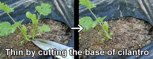 Thin by cutting the base of cilantro