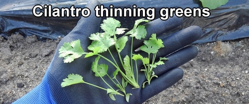 Cilantro thinning greens