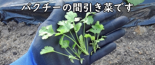 パクチーの育て方 間引き 有機栽培でおいしい野菜作り