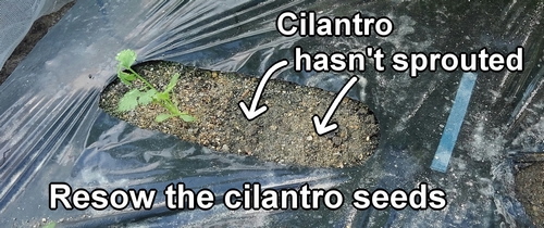 The spots where cilantro hasn't sprouted