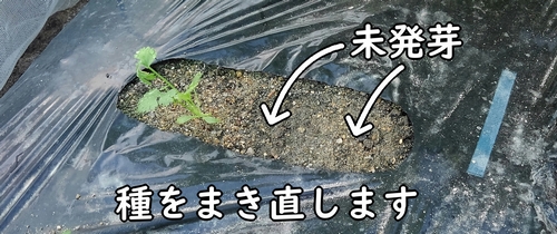 パクチーが発芽してない部分