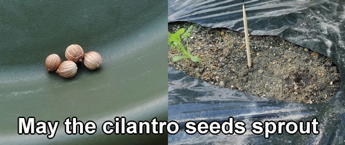 Resow the cilantro seeds