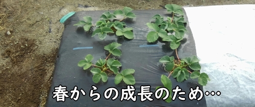 植え付け時期から約1ヶ月経ったいちご