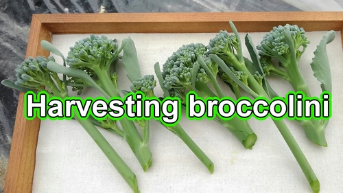 Harvesting broccolini
