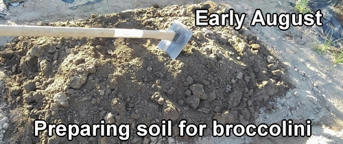 Preparing the soil for broccolini