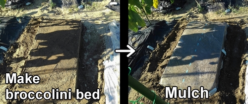 Create broccolini bed and mulch