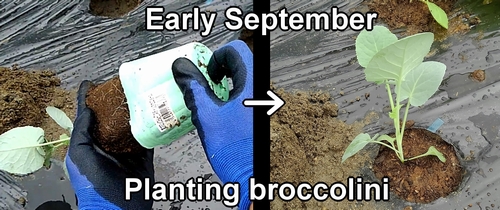 Planting broccolini
