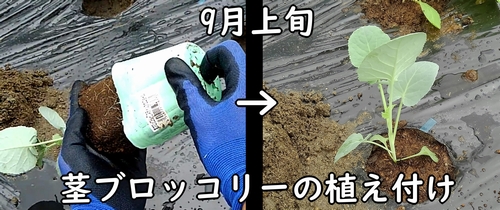 茎ブロッコリーの植え付け