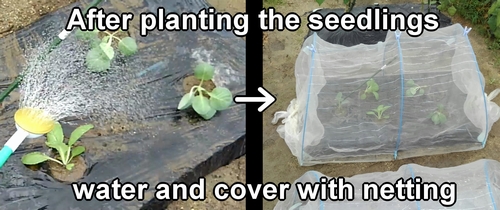 After planting the broccolini seedling, let's cover it with insect netting