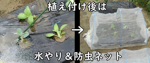 水やり後は、防虫ネットを張る