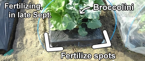 Fertilizing spots for broccolini