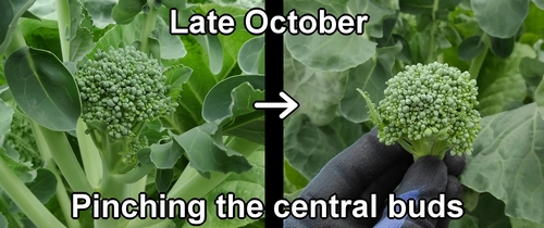 Pinching the broccolini