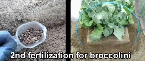 Second fertilization for broccolini