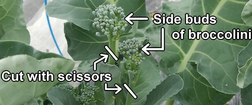 Side buds of broccolini