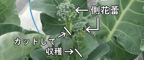 茎ブロッコリーの側花蕾