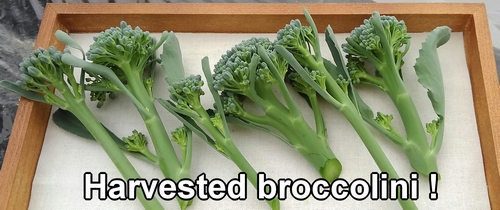 Harvested broccolini